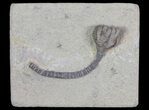 Nice Taxocrinus Crinoid Fossil - Crawfordsville, Indiana #66038-1